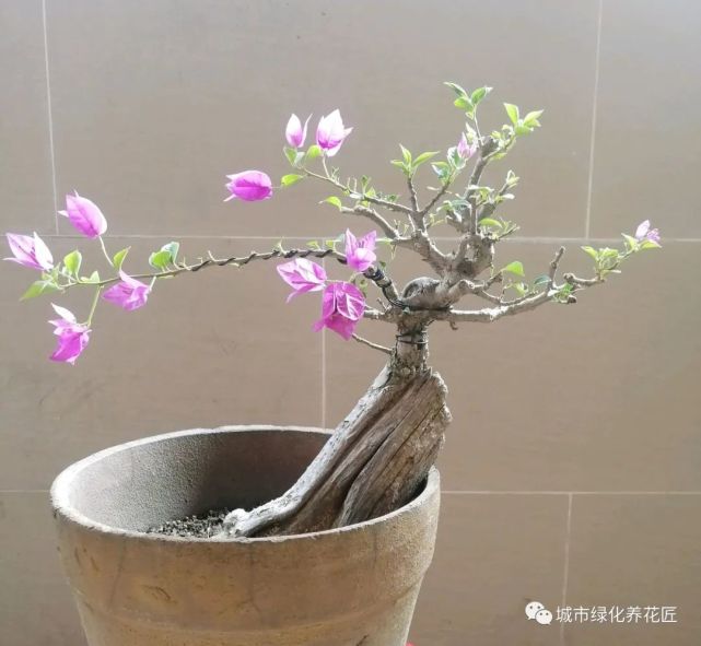 地点武汉被洪水冲倒的三角梅5年老桩还能救回来吗救活不