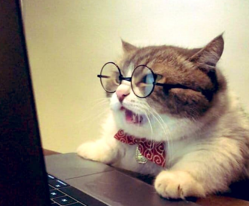 猫咪爱敲键盘一晚上替主人发出几十条信息如今天天要敲字