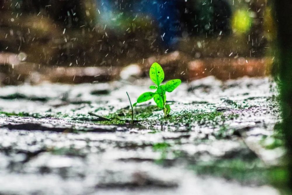 微雨|20首微雨诗词，不知何处雨，已觉此间凉