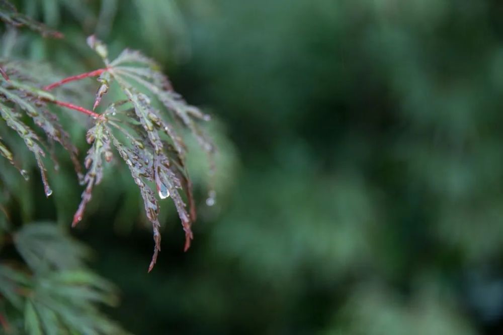 微雨|20首微雨诗词，不知何处雨，已觉此间凉