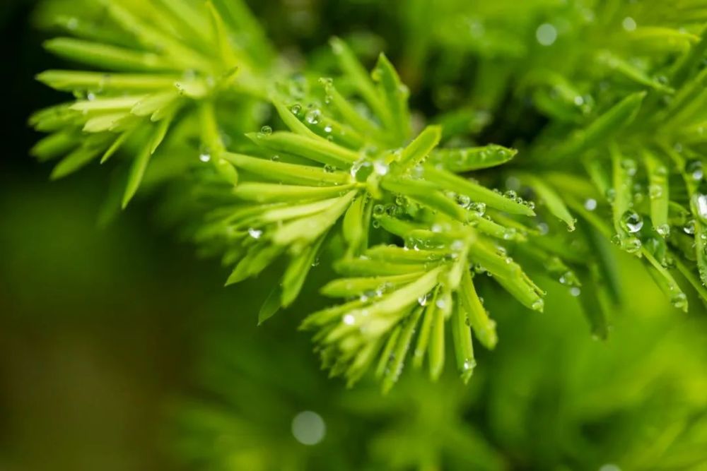 微雨|20首微雨诗词，不知何处雨，已觉此间凉