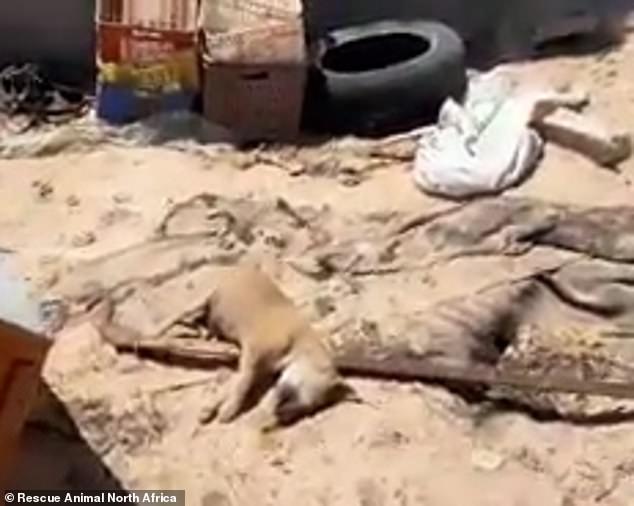 动物收容所|突尼斯动物收容所24只狗被虐杀，尸体倒在血泊中，现场一片狼藉