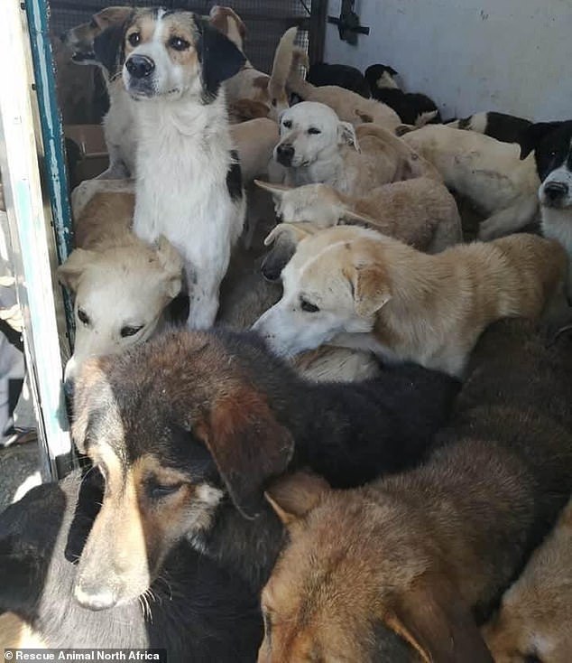 动物收容所|突尼斯动物收容所24只狗被虐杀，尸体倒在血泊中，现场一片狼藉