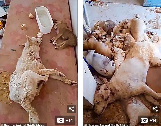 动物收容所|突尼斯动物收容所24只狗被虐杀，尸体倒在血泊中，现场一片狼藉