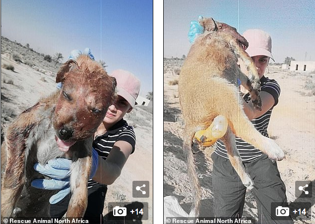 动物收容所|突尼斯动物收容所24只狗被虐杀，尸体倒在血泊中，现场一片狼藉