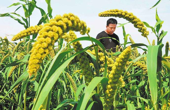 癌症|农作物也会患“癌症”，一旦被这种真菌感染，植物将无可救药