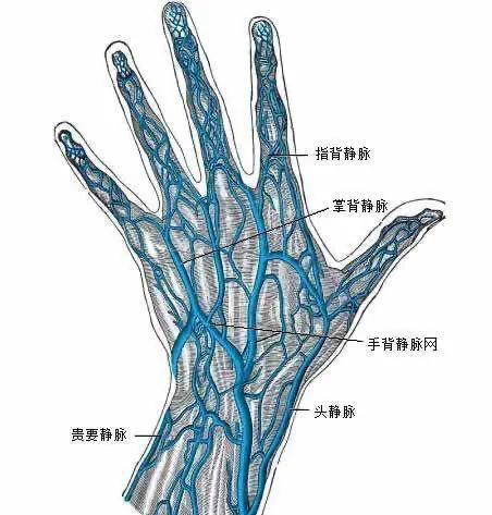 青筋|浅静脉|静脉曲张|心脏|心室