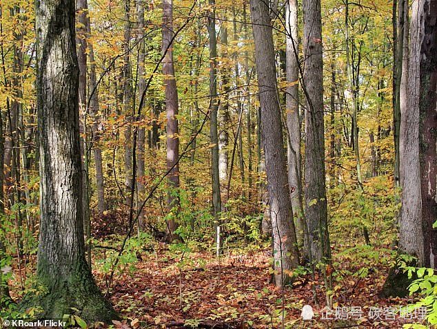 苏茜·赵|33岁漂亮亚裔“扑克天才”赢150万元，突遭60岁男子谋杀