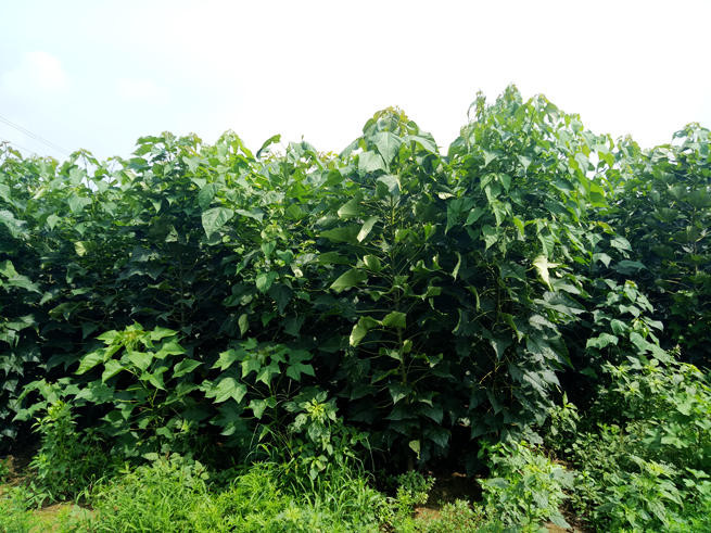 为确保贫困户通过种植秋桐致富,合作社优先流转贫困群众土地,优先吸纳