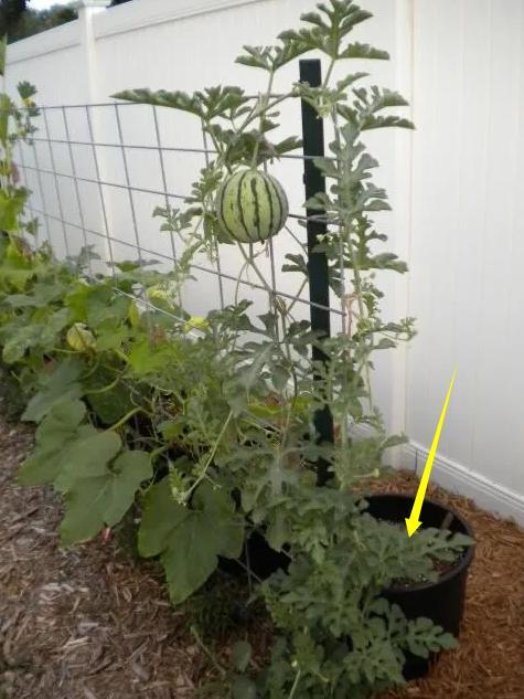 邻居是真闲在阳台拿花盆有模有样种西瓜还说结瓜了送我家一个