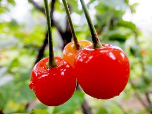 磷酸二氢钾|如何辨别真假磷酸二氢钾，给你支几招