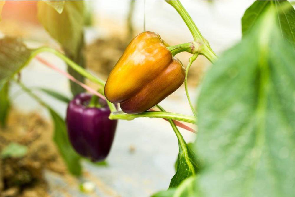 灭绝|生物还在进化吗？为什么感受不到新物种的诞生？