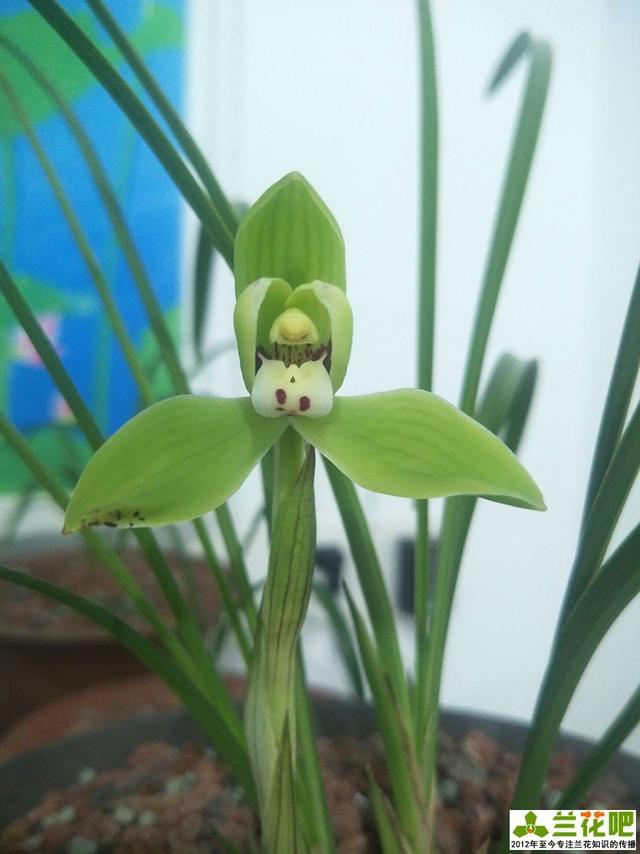 兰花|兰花三伏天浇水，不一定要多浇，有时少浇会更好