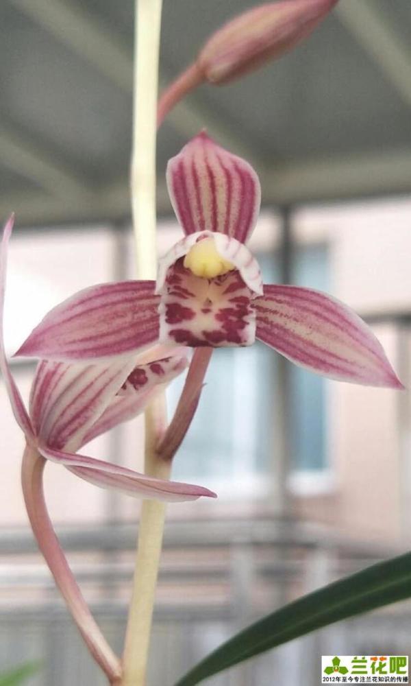 兰花|兰花三伏天浇水，不一定要多浇，有时少浇会更好