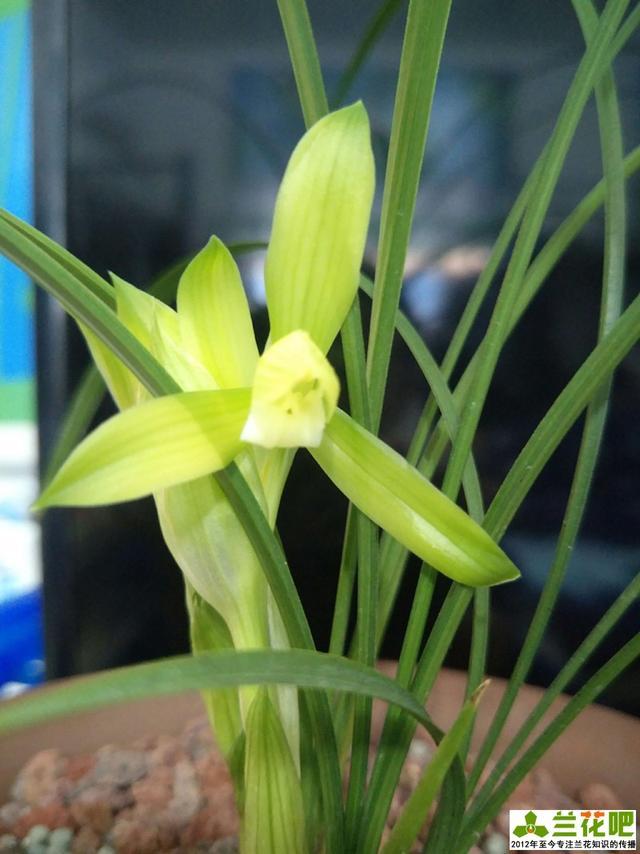 兰花|兰花三伏天浇水，不一定要多浇，有时少浇会更好