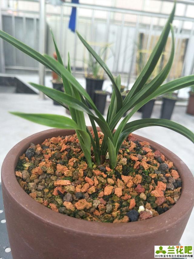 兰花|兰花三伏天浇水，不一定要多浇，有时少浇会更好