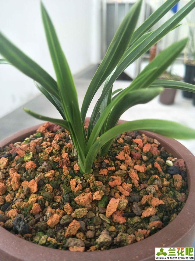 兰花|兰花三伏天浇水，不一定要多浇，有时少浇会更好