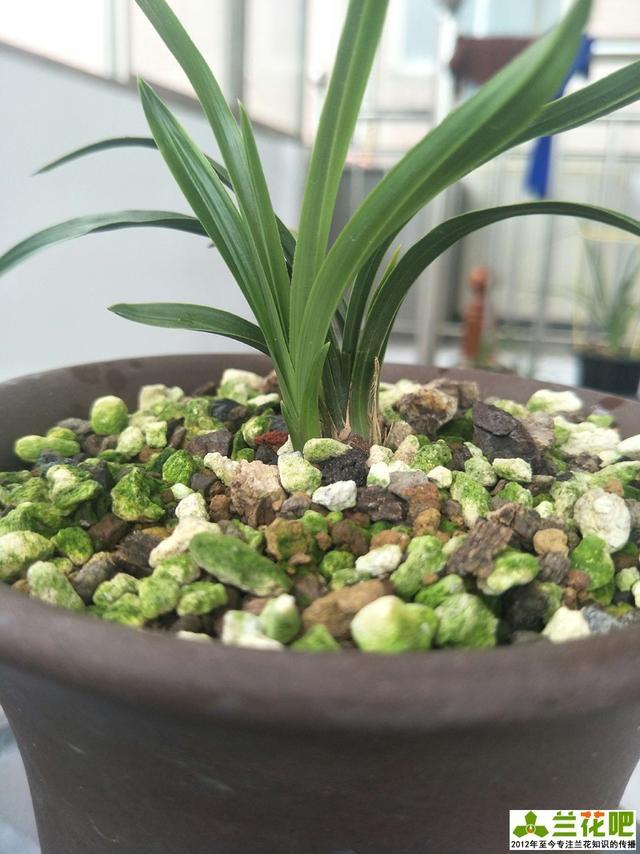 兰花|兰花三伏天浇水，不一定要多浇，有时少浇会更好