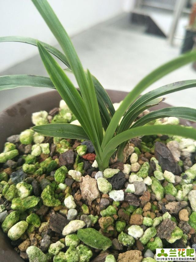 兰花|兰花三伏天浇水，不一定要多浇，有时少浇会更好