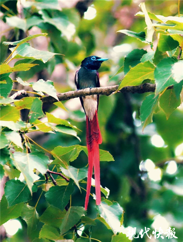 稀有寿带鸟现身句容支老年鸟友队追踪一个多月记录下美丽身影
