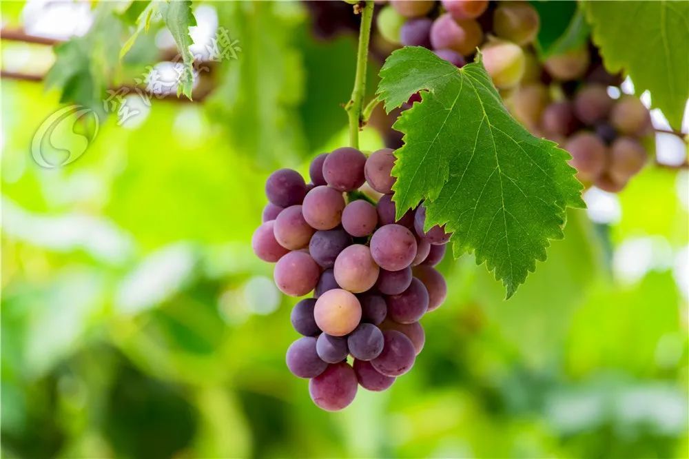 网红葡萄来了走甜蜜邂逅