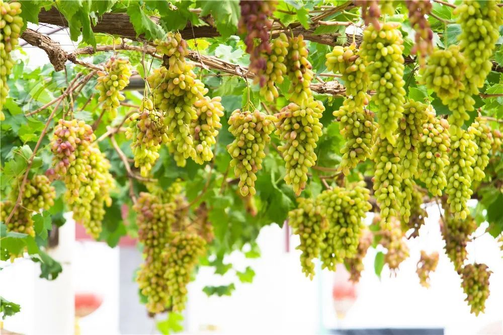 网红葡萄来了走甜蜜邂逅