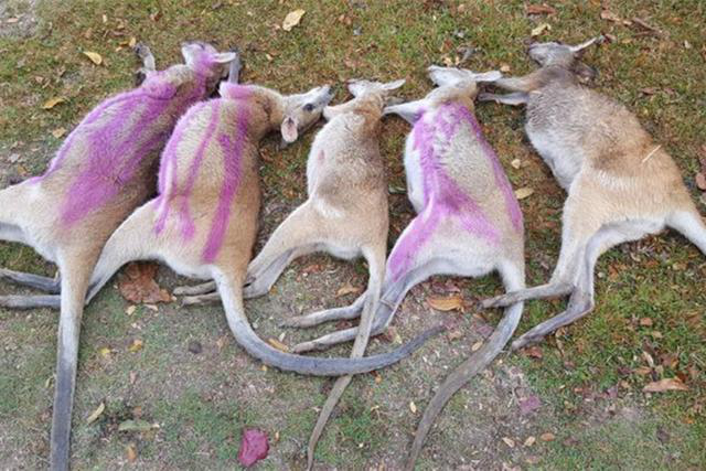 袋鼠|澳洲2男子酒后驾车故意撞死21只袋鼠，如今2人全都被判刑