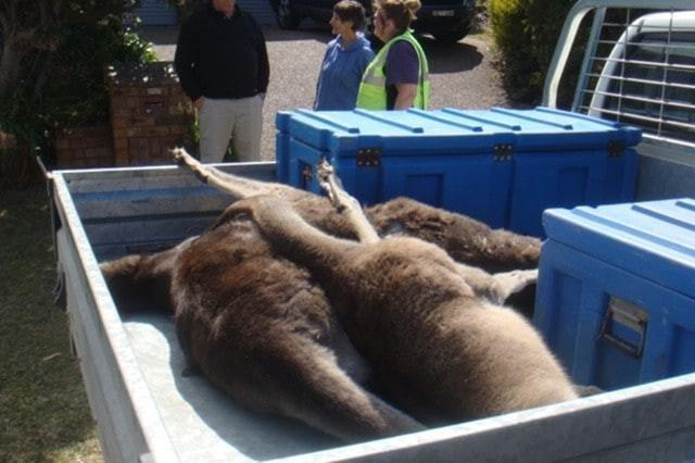 袋鼠|澳洲2男子酒后驾车故意撞死21只袋鼠，如今2人全都被判刑