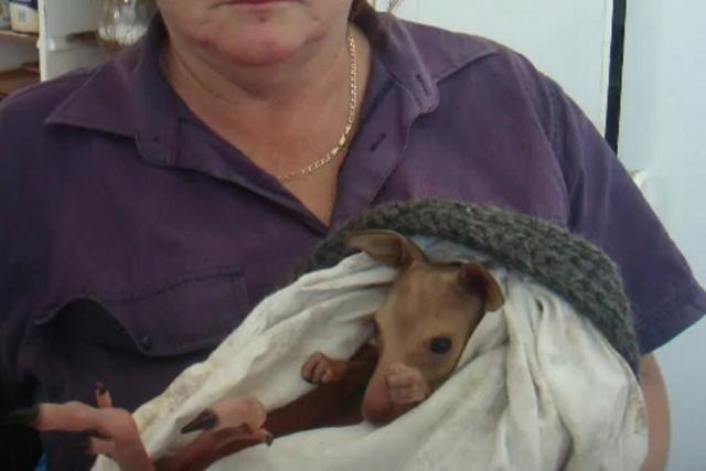 袋鼠|澳洲2男子酒后驾车故意撞死21只袋鼠，如今2人全都被判刑