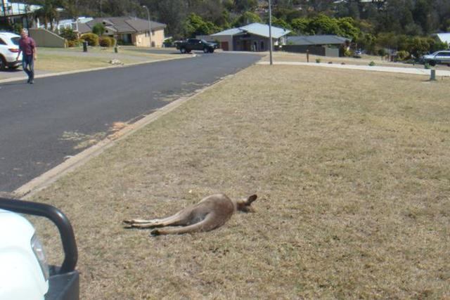 袋鼠|澳洲2男子酒后驾车故意撞死21只袋鼠，如今2人全都被判刑