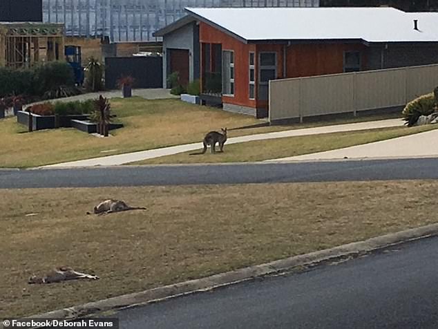 袋鼠|澳洲2男子酒后驾车故意撞死21只袋鼠，如今2人全都被判刑