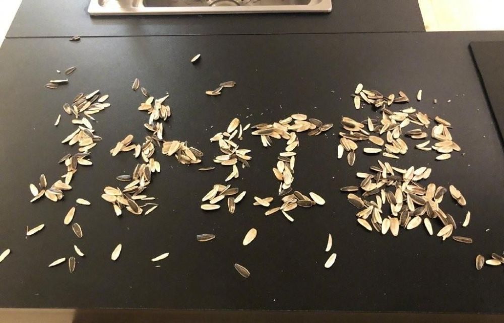 孙红雷调侃黄渤舞姿黄渤用瓜子皮回击