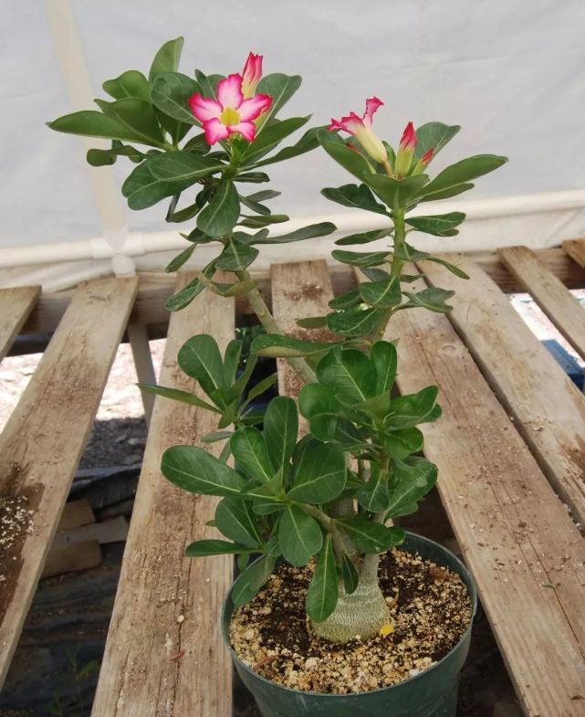 沙漠玫瑰盆栽的日常养护指南教你用种子不断培育幼苗