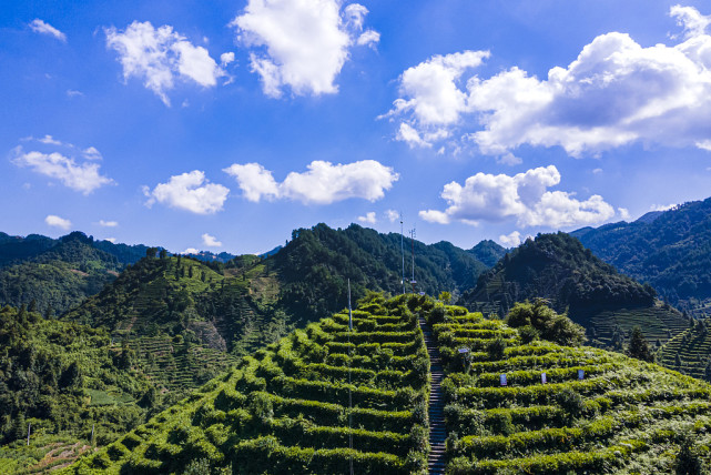 湖南湘西:夏日茶园绿意盎然