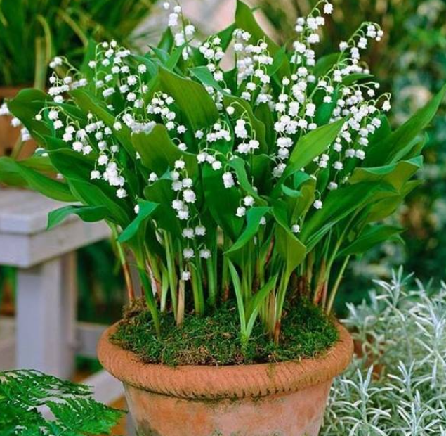 适合养在室内的6种耐阴植物光照不好也能养