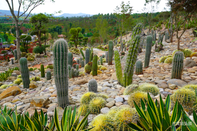 弥勒太平湖森林小镇山地石漠化公园开放荒漠到青山的完美蜕变