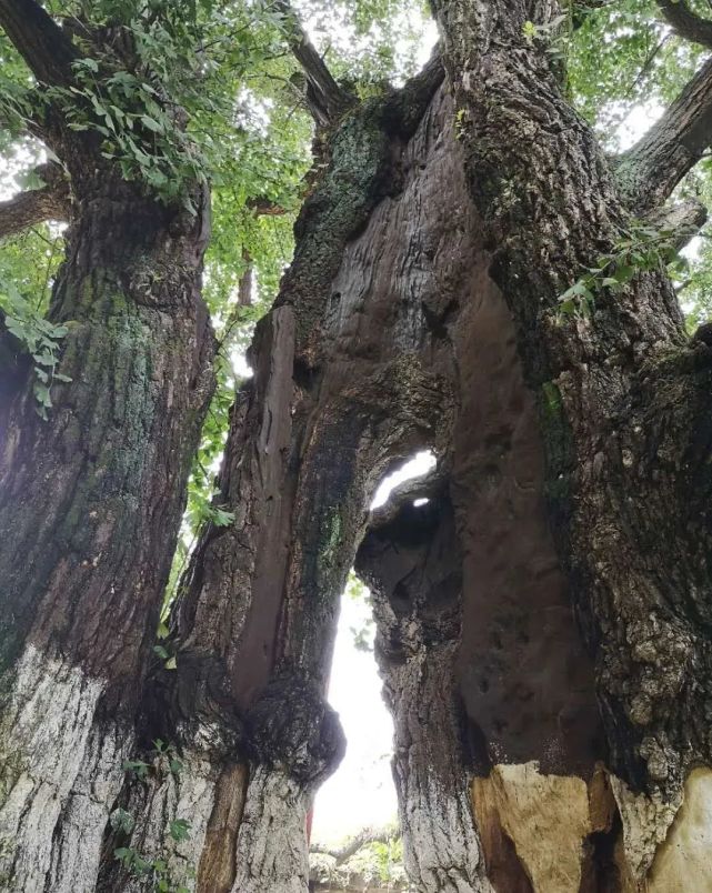在锥子山森林公园的栖岩寺遗址,记者看到了这棵古银杏树,高约25米