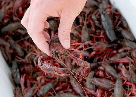 水產生物都會在身體攜帶大量的寄生蟲,比如大家常見到的三文魚,海魚