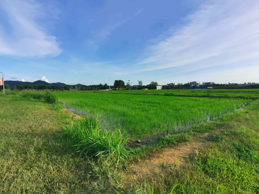 深圳隐藏着一片田野,从市区出发不到1小时,就能看到田园风光