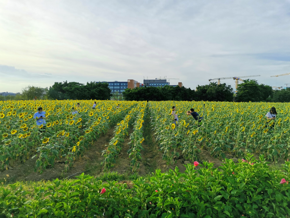 深圳隐藏着一片田野,从市区出发不到1小时,就能看到田园风光
