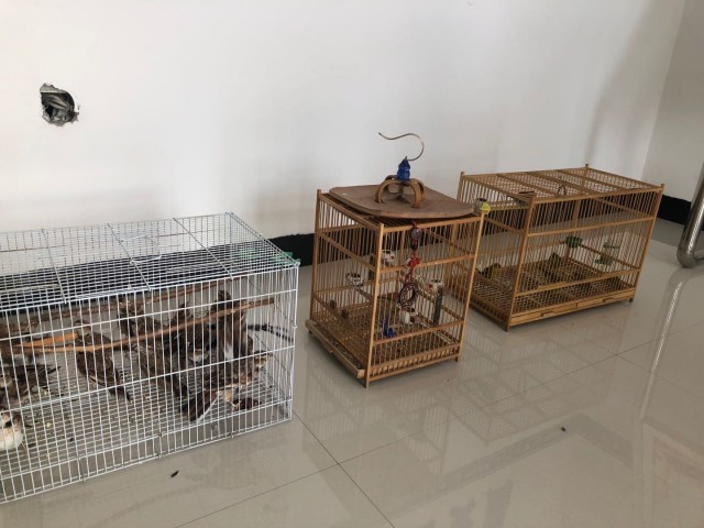 28只笼中百灵鸟重返蓝天