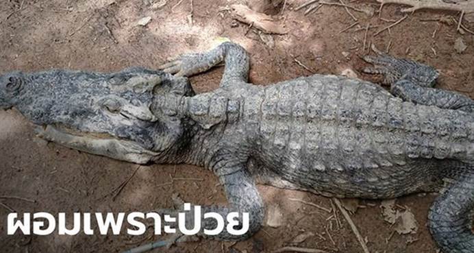 鳄鱼"拒绝进食"骨瘦如柴,专家打开肚子:都是人类干的好事!