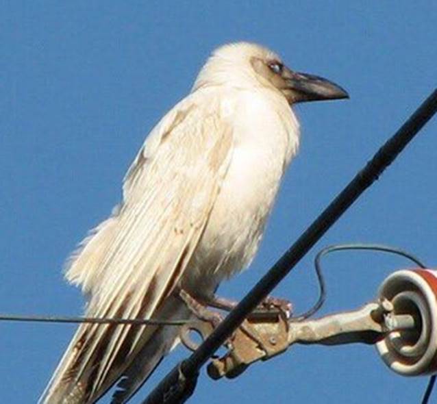威严的"堕落天使":世间罕有的白乌鸦,对黑乌鸦同伴叫嚣