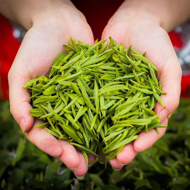 湖北五大名茶最爱湖北味道