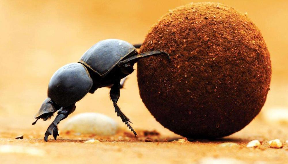 地球|40度以上高温！美国大火失控，2020年是多灾多难的一年？