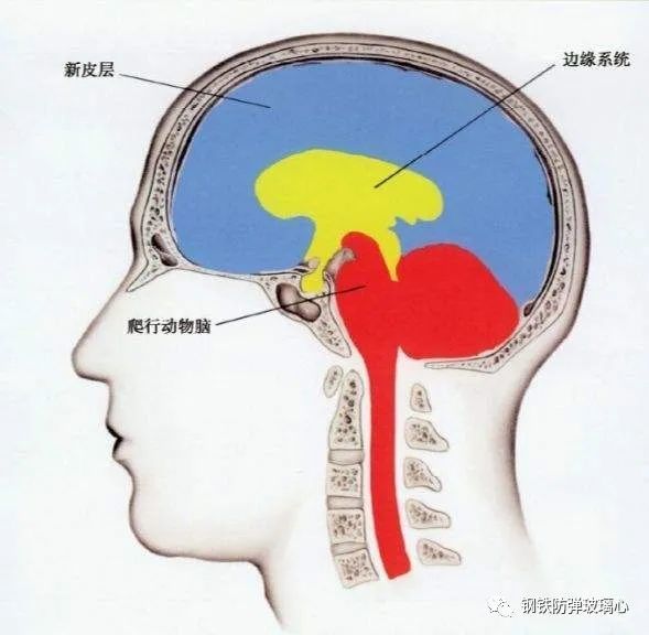 前额叶是大脑中负责思考的系统,而边缘系统则是大脑中偏向情感化的