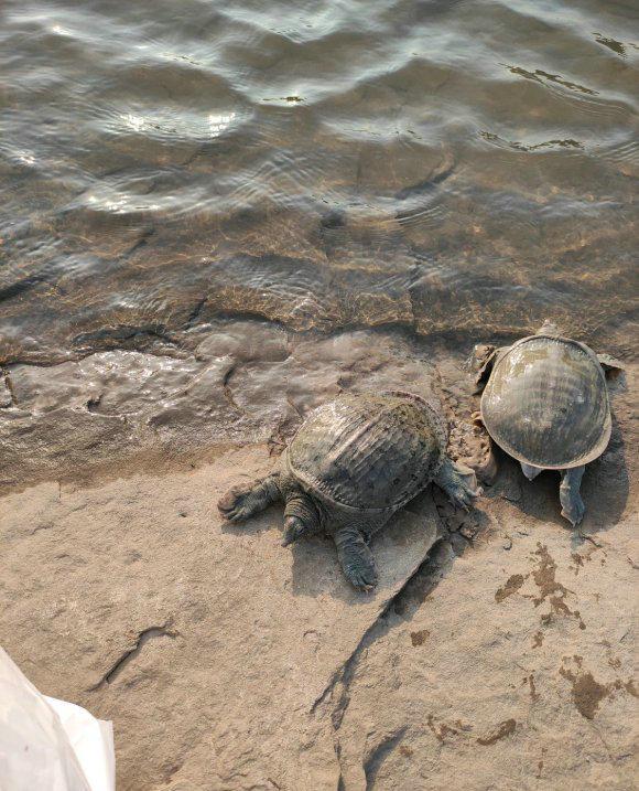 太湖边一群市民放生大量甲鱼,却遭钓鱼人阻止,双方起争执