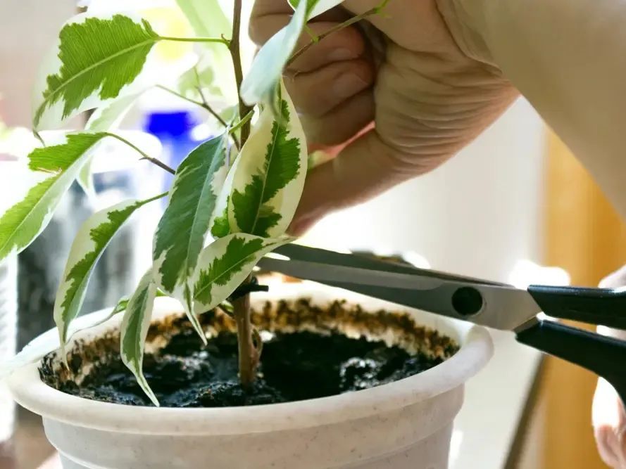 盆栽植物的土壤发霉不要大惊小怪 长蘑菇都没事 不要要赶紧处理 腾讯新闻