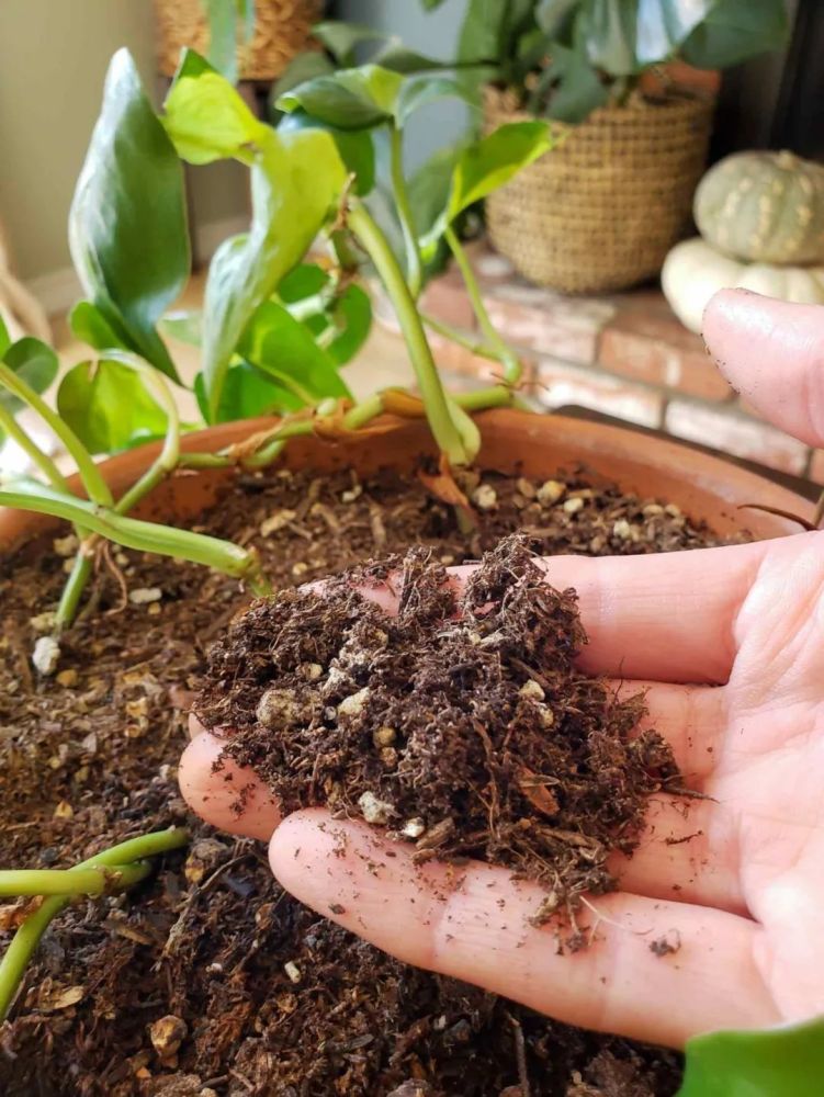 盆栽植物的土壤发霉不要大惊小怪 长蘑菇都没事 不要要赶紧处理 腾讯新闻