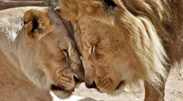 洛杉矶动物园|美国动物园一对恩爱狮子被安乐死，常常形影不离